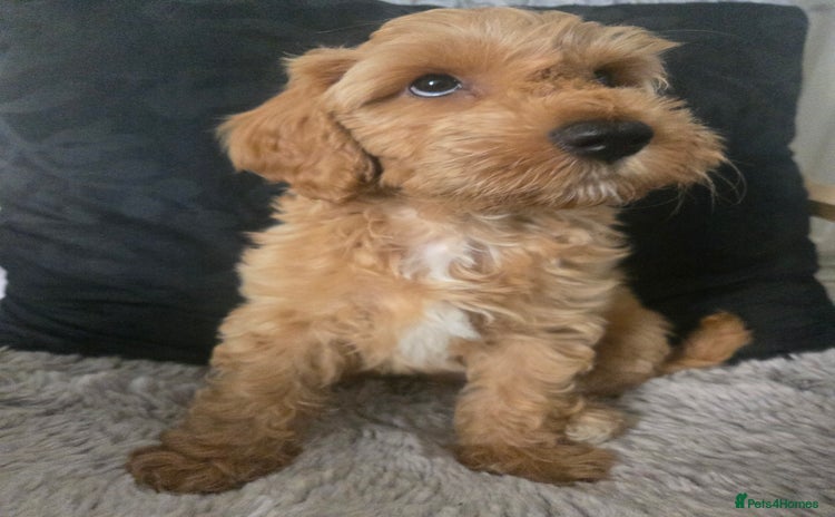 Australian Labradoodle dogs in Leicester - Advert 15