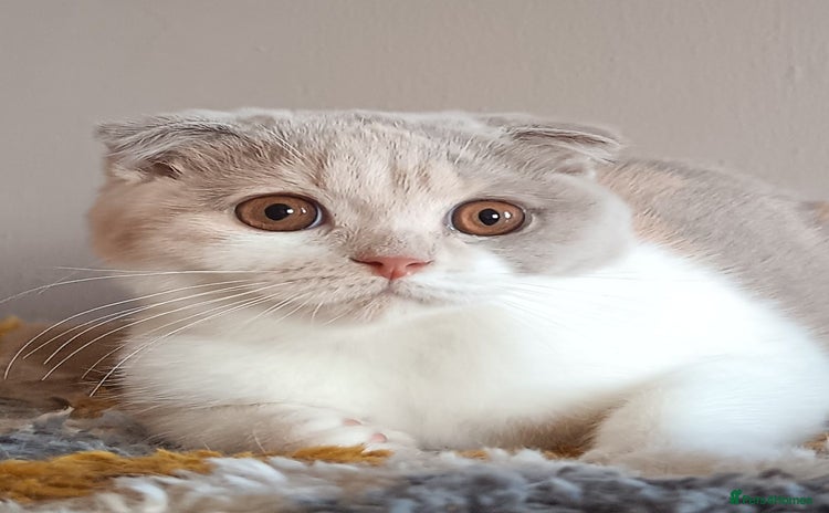 Scottish Fold cats - Advert 3