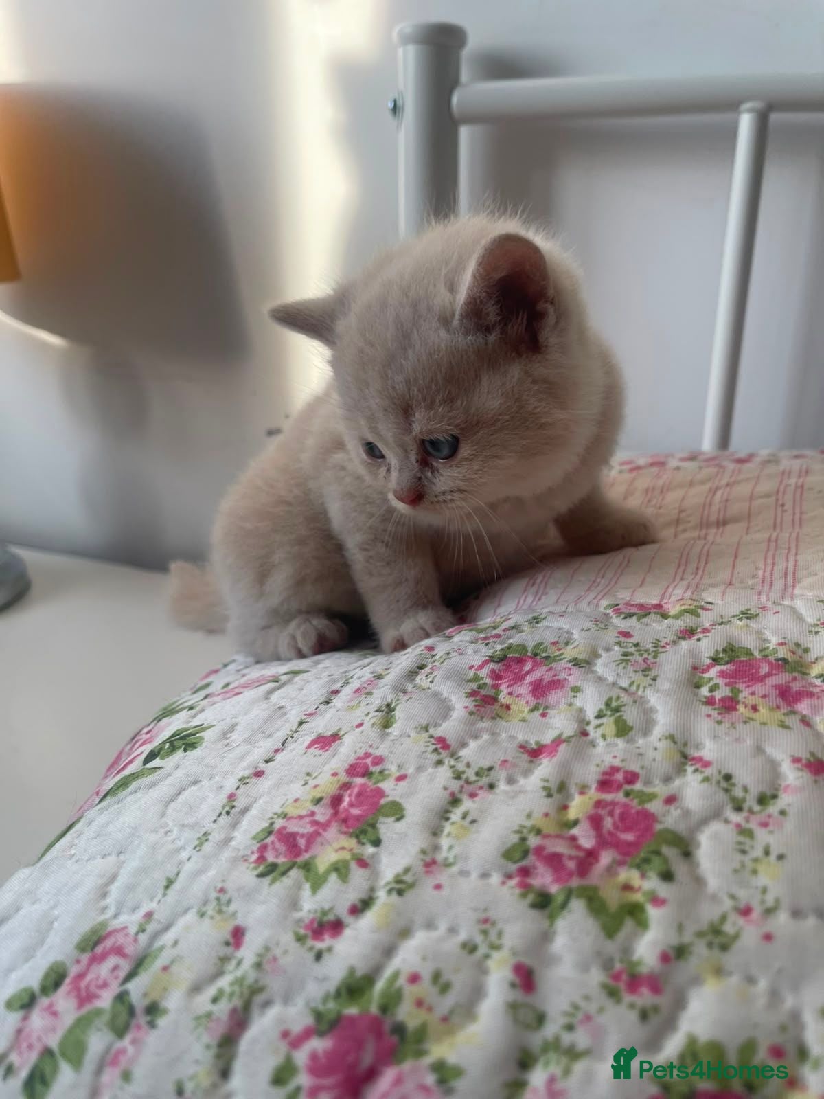 British Shorthair cats 🩷 Outstanding Quality Chunky GCCF Pedigree BSH 💙 - Advert 2