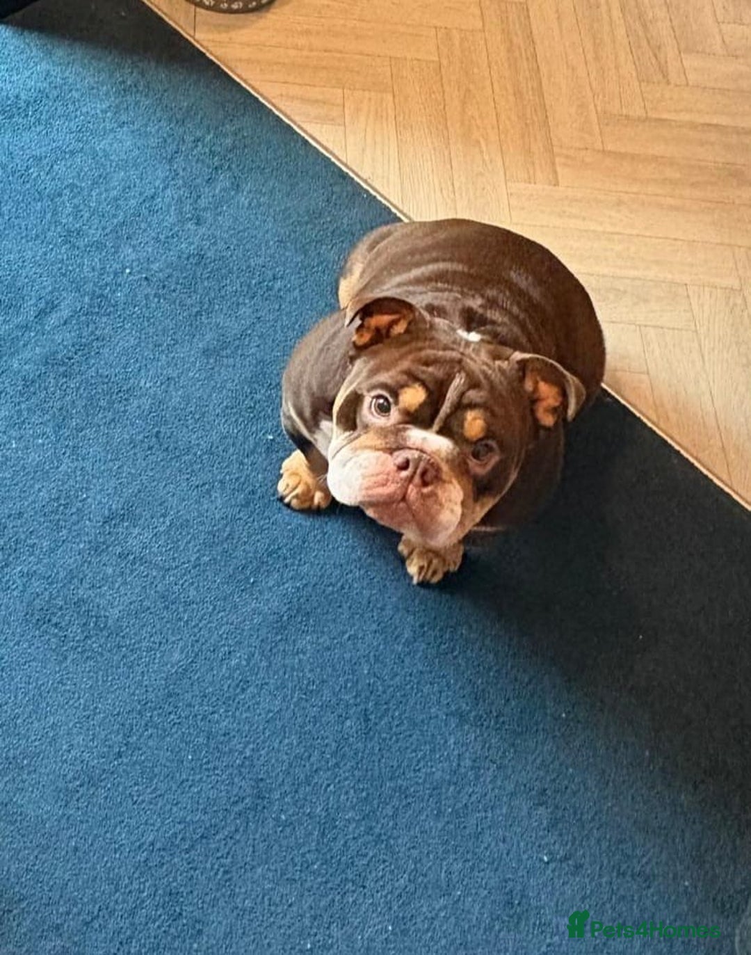 English Bulldog dogs for sale: Female English bulldog 2yr old  - Advert 2