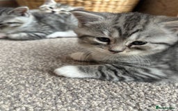 Mixed Breed cats for sale: Beautiful mixed breed kittens  - Image 9