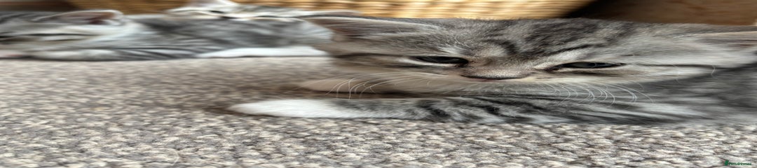 Mixed Breed Kitten 4