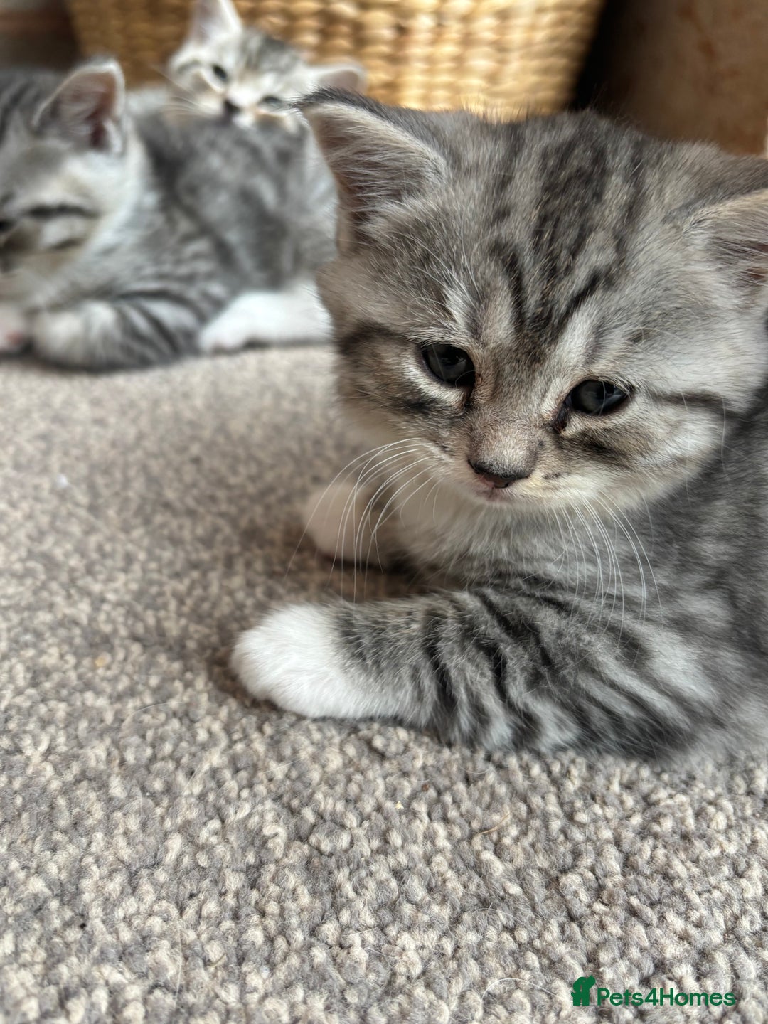 Mixed Breed cats for sale: Beautiful mixed breed kittens  - Image 9