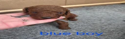 Cavapoo dogs for sale: Deep Red f1b toy cavapoos, health tested parents  - Advert 5