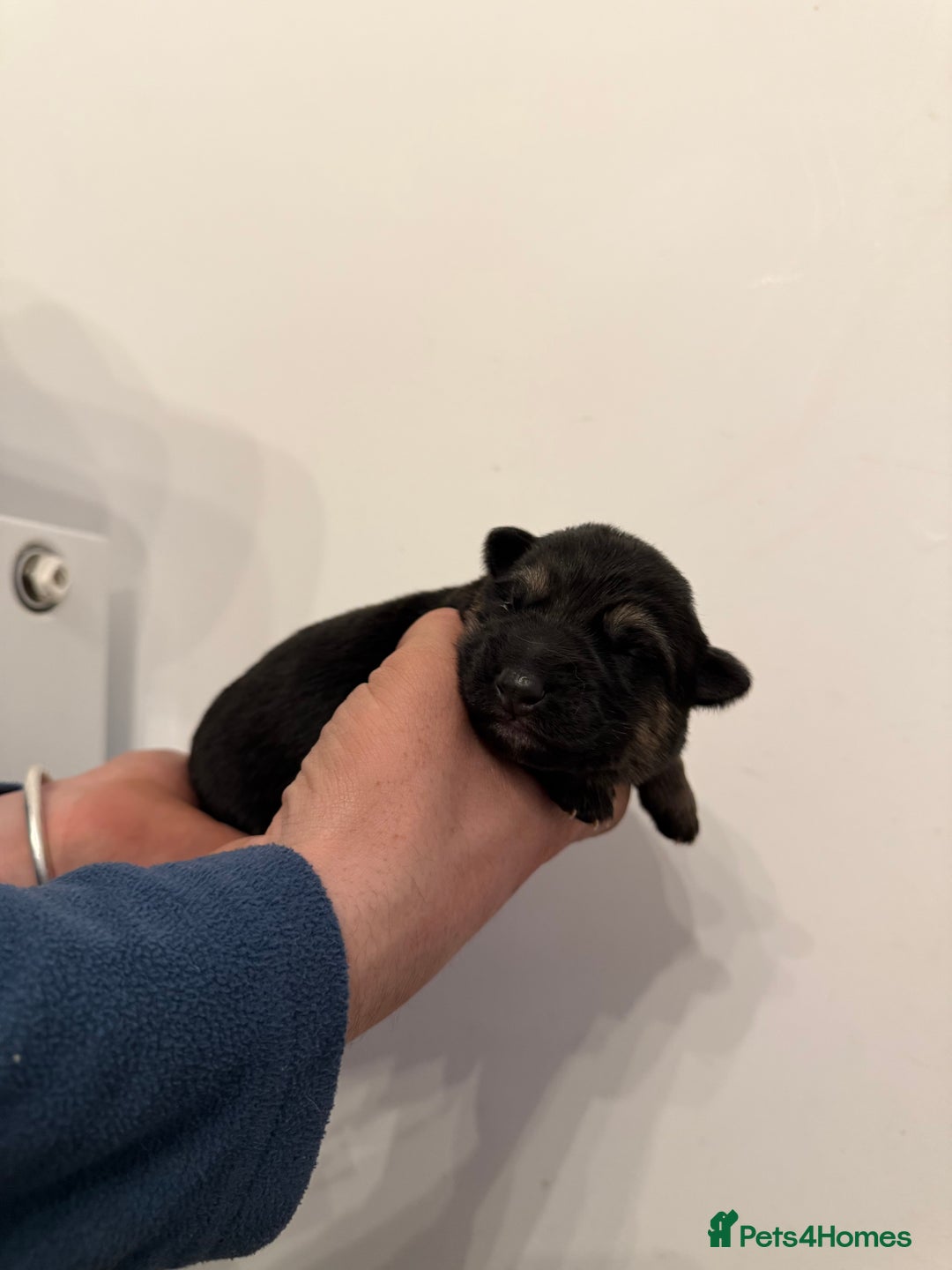 German Shepherd dogs for sale: German Shepherd Puppies - Advert 4