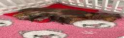 Miniature Dachshund dogs for sale: Beautiful miniature L/C dachshunds available - Advert 12