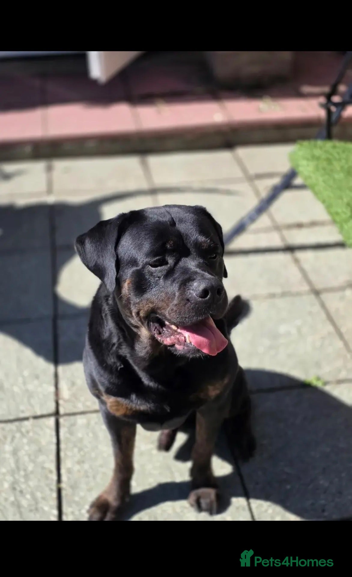 Mixed Breed dogs Rotweiller Cross ( 5 years old )  - Advert 1