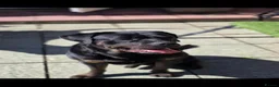 Mixed Breed dogs for sale: Rotweiller Cross ( 5 years old )  in Dagenham - Advert 1