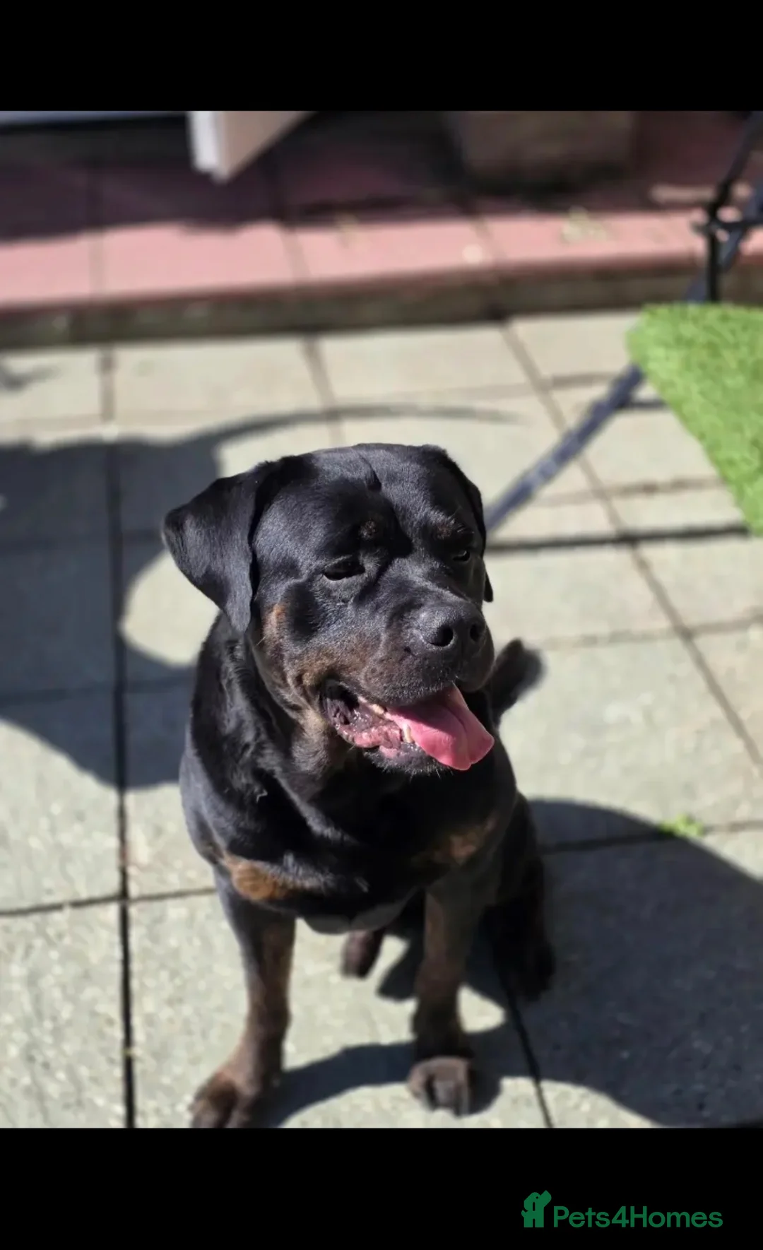 Mixed Breed dogs for sale: Rotweiller Cross ( 5 years old )  in Dagenham - Advert 1
