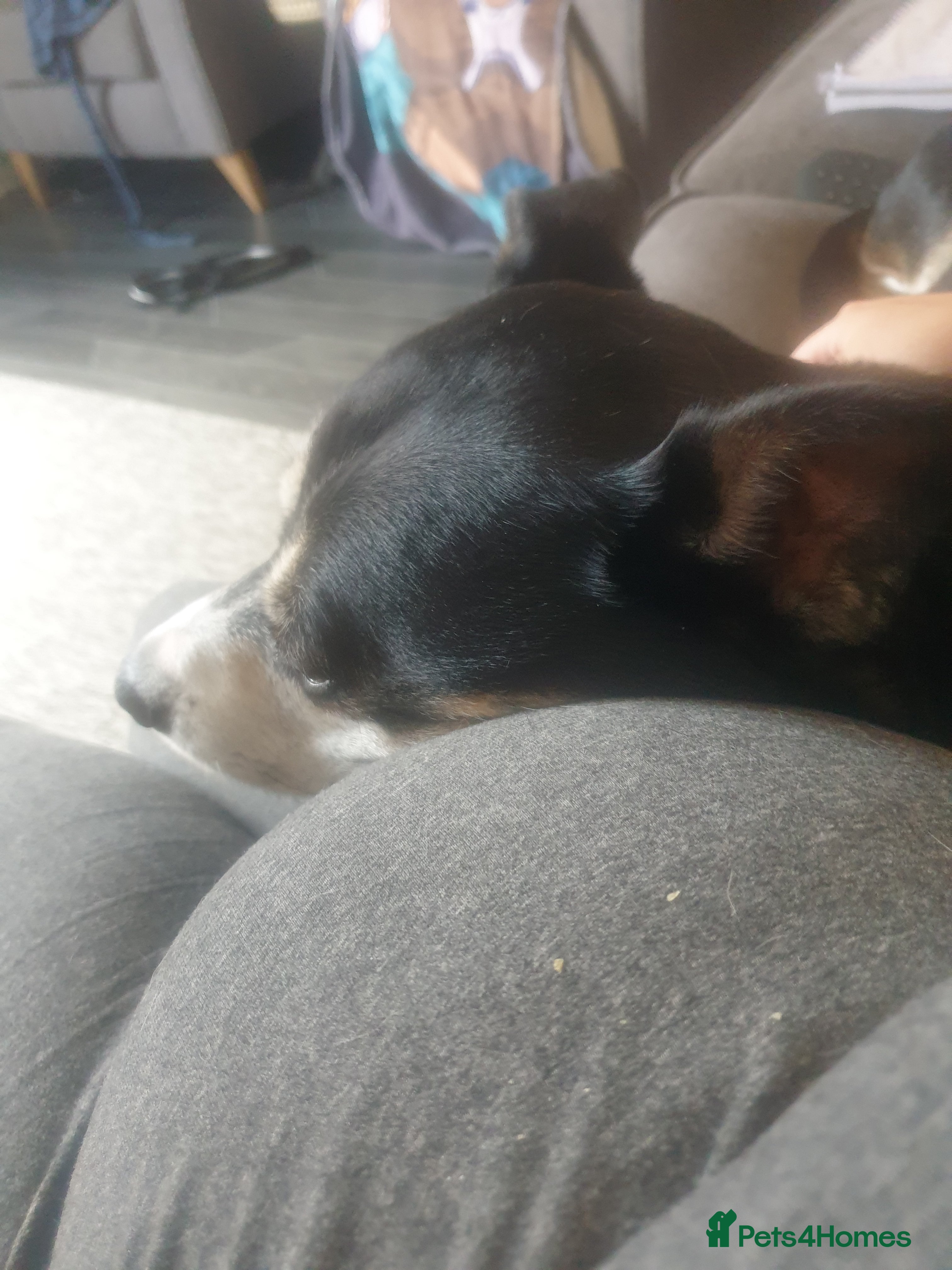 Mixed Breed dogs Hollie in Pershore - Advert 1