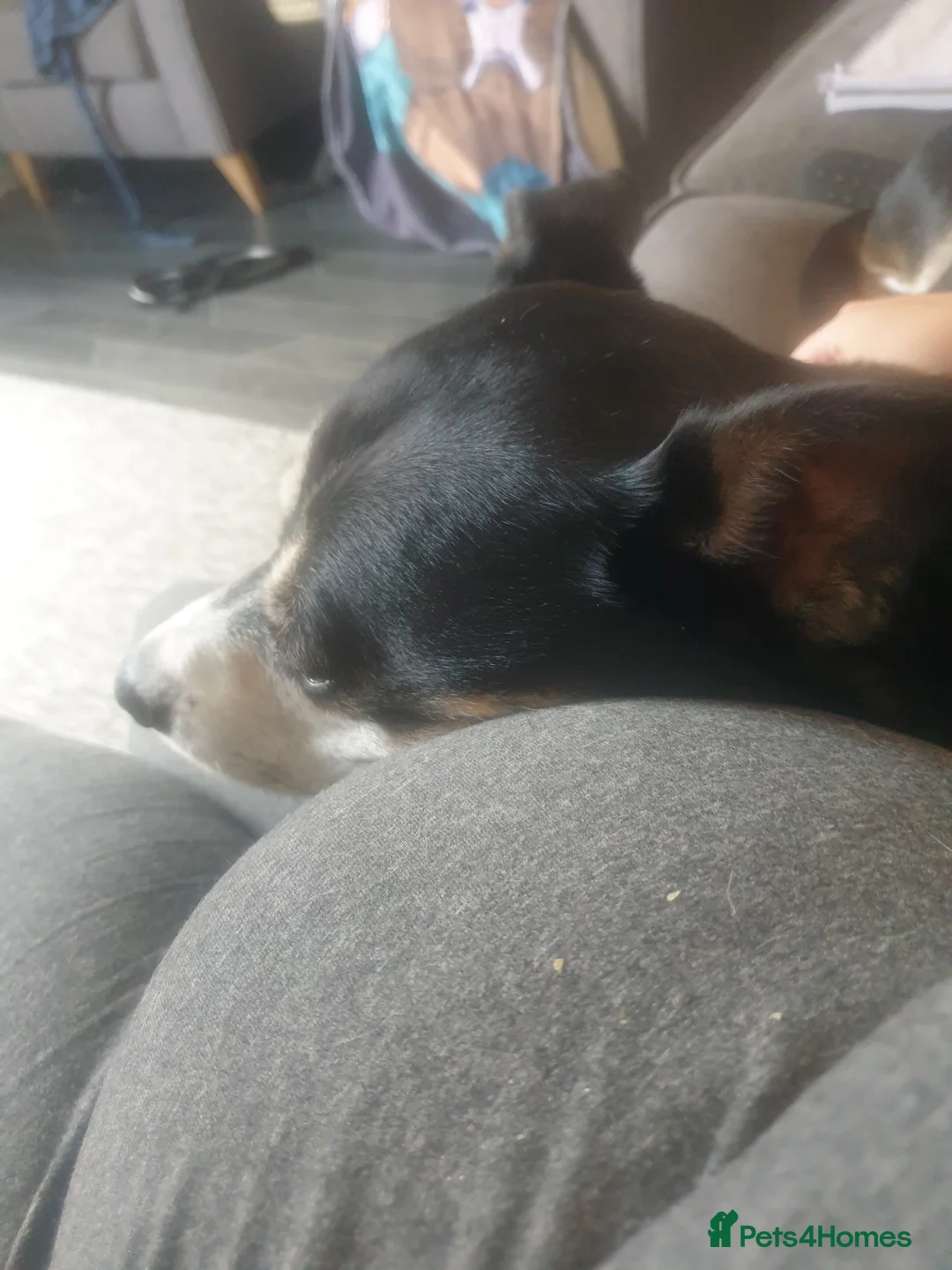 Mixed Breed dogs for sale: Hollie in Pershore - Advert 1