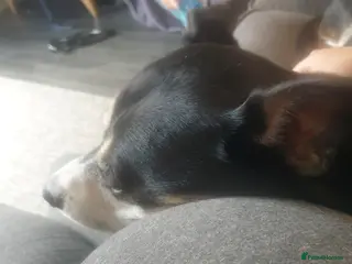 Mixed Breed dogs Hollie in Pershore - Advert 1