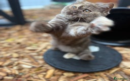 British Shorthair cats for sale: Beautiful choc and caramel (REDUCED) - Image 3