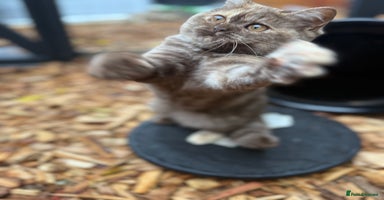 British Shorthair cats - Advert 6