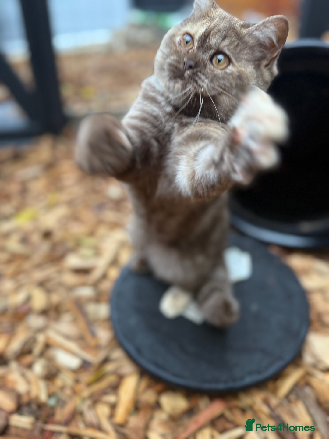 British Shorthair cats for sale: Beautiful choc and caramel (REDUCED) - Image 3