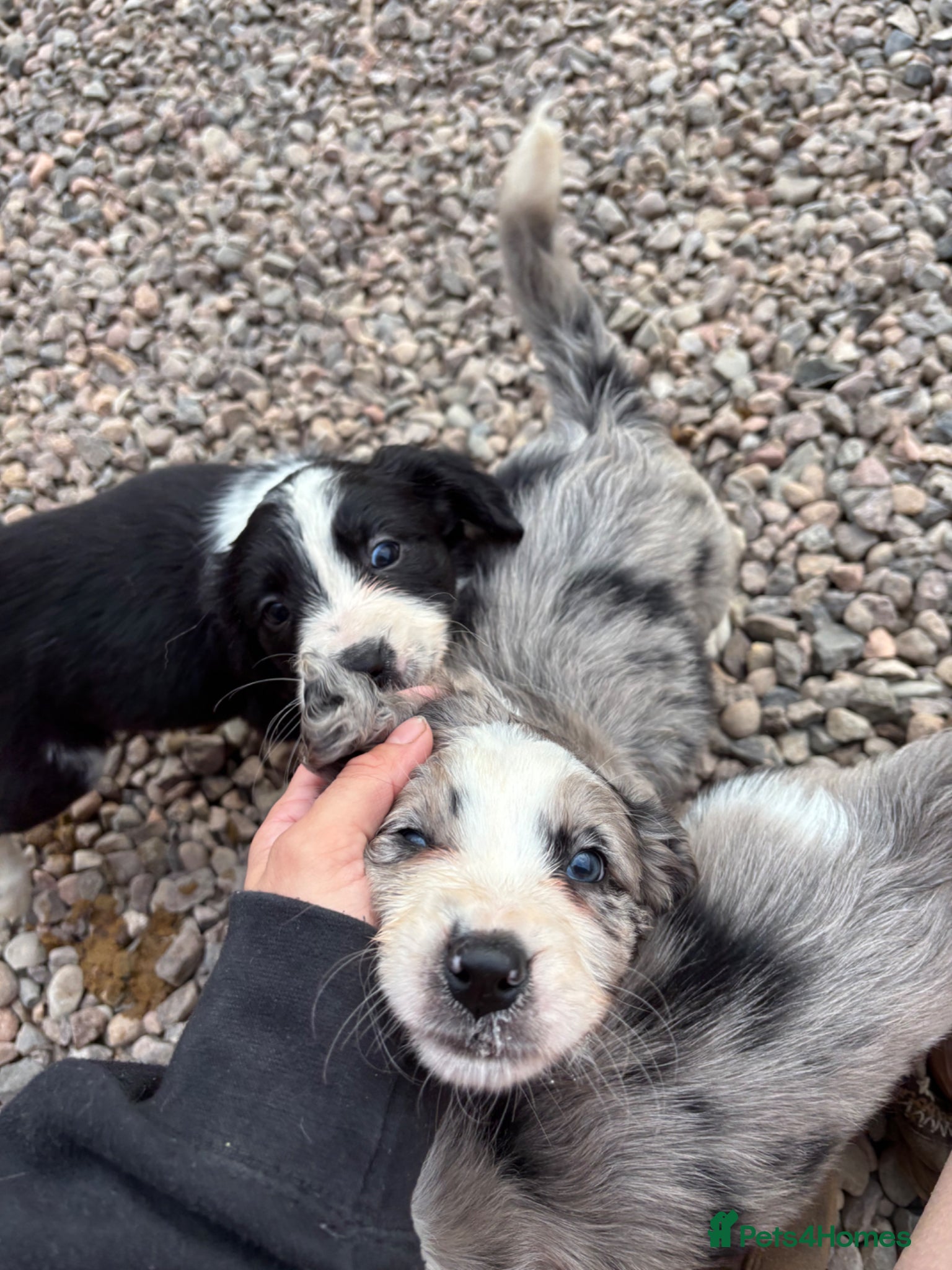 Sprollie dogs Chunky Blue Sprollies 💙 - Advert 5