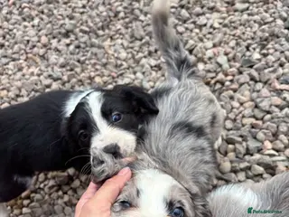 Sprollie dogs Chunky Blue Sprollies 💙 - Advert 5