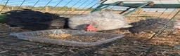 Chickens poultry for sale: Trio Pekin Bantam chickens in Mansfield - Advert 3