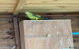 Parrots birds for sale: Rare opportunity Rock pebbles pair for sale - Image 2