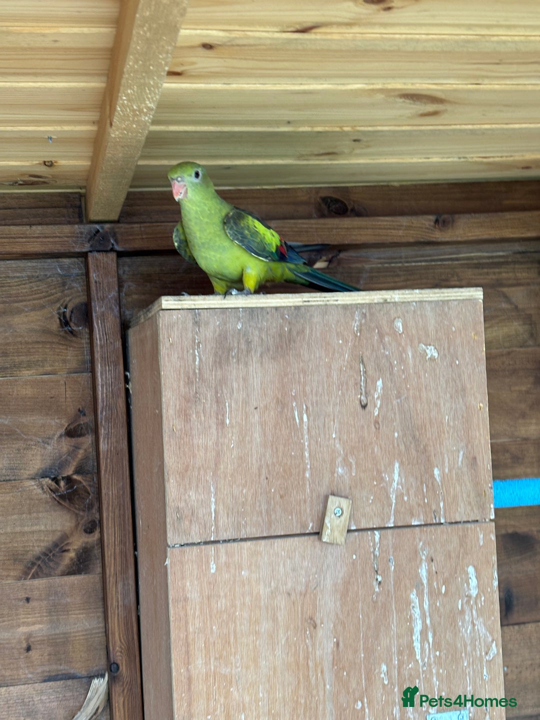 Parrots birds for sale: Rare opportunity Rock pebbles pair for sale - Image 2