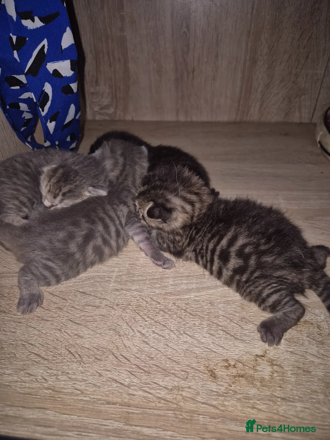 Mixed Breed cats for sale: Beautiful Kittens - Advert 2