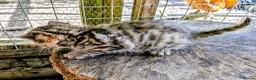 Mixed Breed cats for sale: Ready to leave... Gorgeous Bengal X Kittens - Advert 37