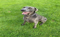 Weimaraner dogs for sale: 9 years old Winston looking for a new home  - Image 12