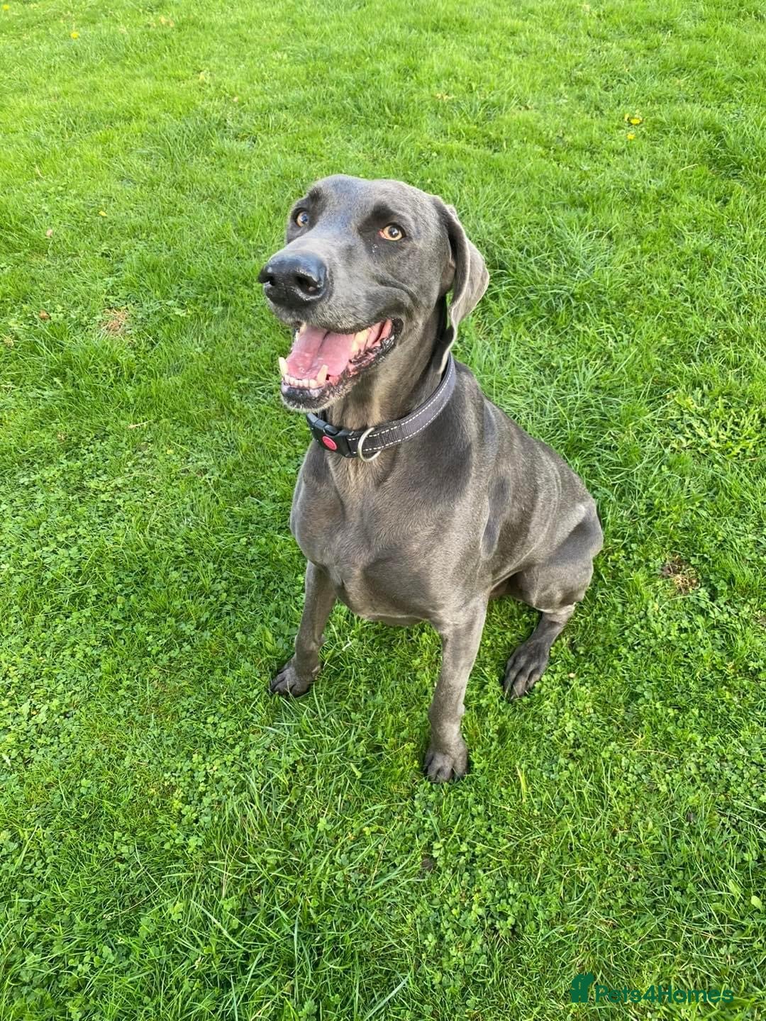 Weimaraner dogs for sale: 9 years old Winston looking for a new home  - Image 12
