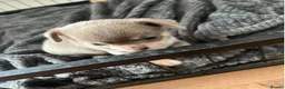 Chihuahua dogs for sale: Beautiful Chihuahua Puppies in Bristol - Advert 8