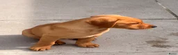 Labrador Retriever dogs for sale: Beautiful red fox Labrador puppy male. - Advert 1