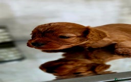 Cavapoo dogs for sale: Exquisit F1 Toy Cavapoos - Health tested Parent - Image 5