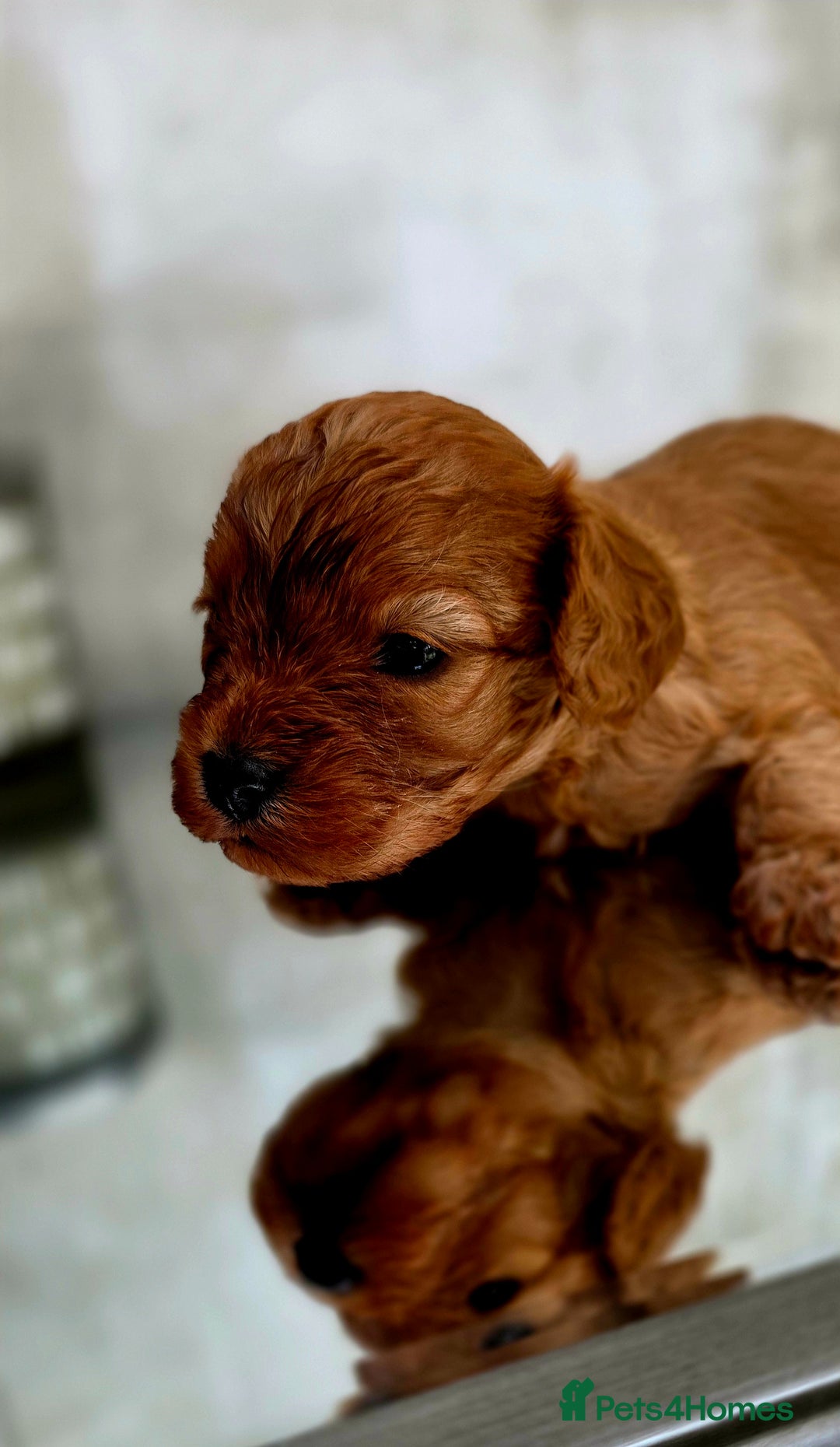 Cavapoo dogs for sale: Exquisit F1 Toy Cavapoos - Health tested Parent - Image 5