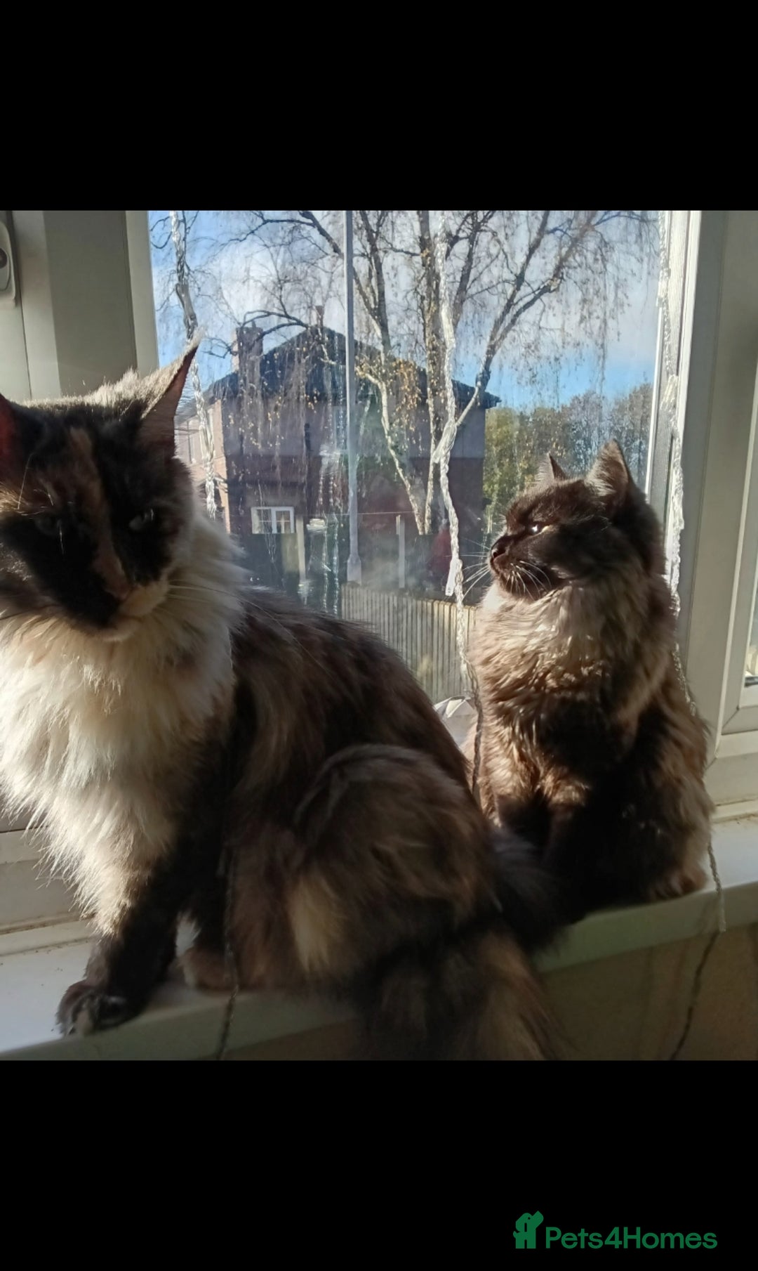 Mixed Breed cats for sale: Beautiful black smoke girl available  - Advert 3