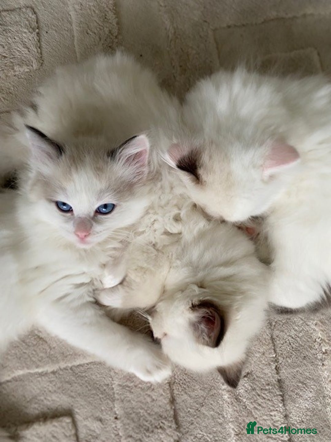 Ragdoll cats for sale: TICA REGISTERED PUREBRED RAGDOLL KITTENS AVAILABLE - Advert 3