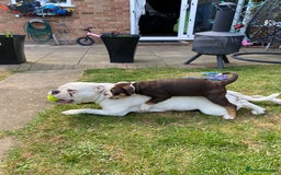 Olde English Bulldogge dogs for sale: Last 2 baby girls left  - Image 21