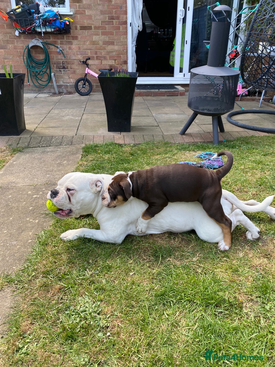 Olde English Bulldogge dogs for sale: Last 2 baby girls left  - Image 21