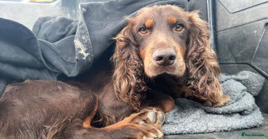 Cocker Spaniel dogs - Advert 9