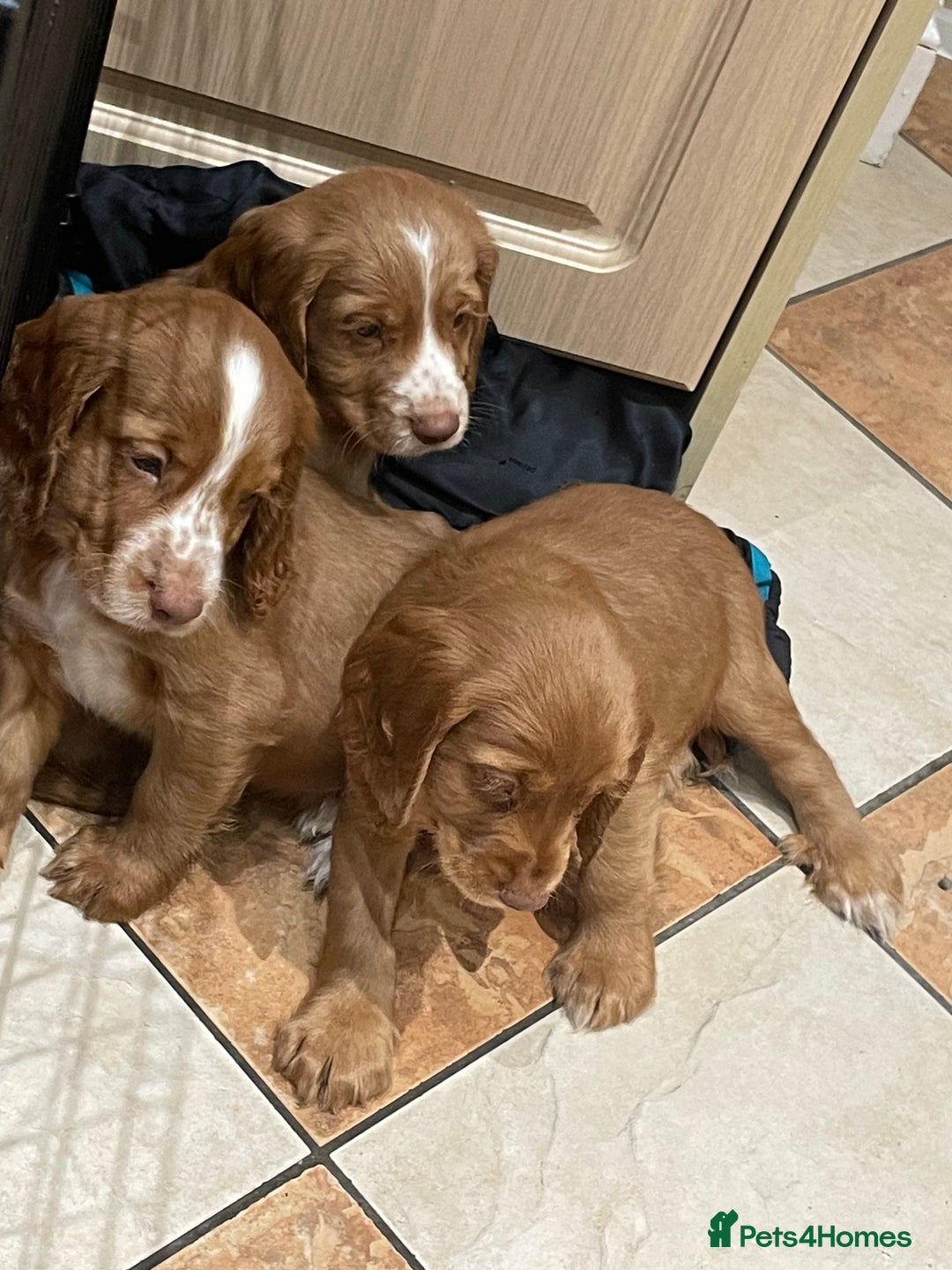 Cocker Spaniel dogs for sale: Cocker spaniel puppies  - Image 13