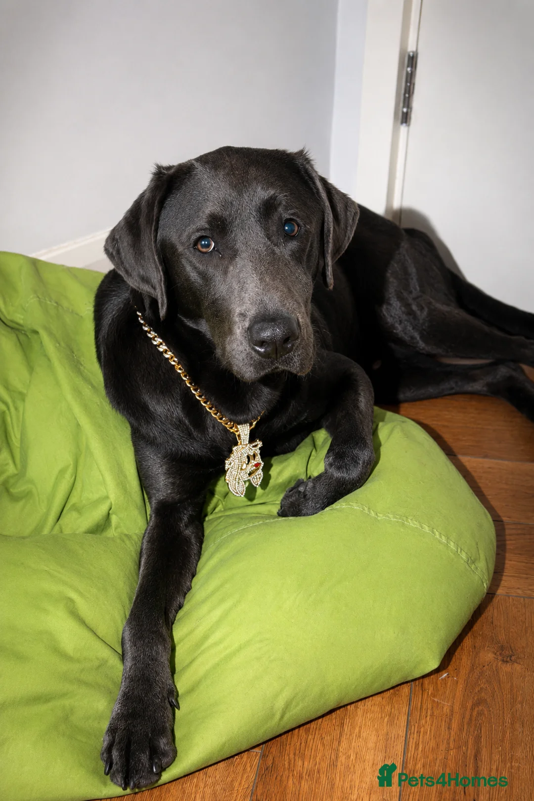 Mixed Breed dogs for sale: Mr Bailey in London - Advert 1