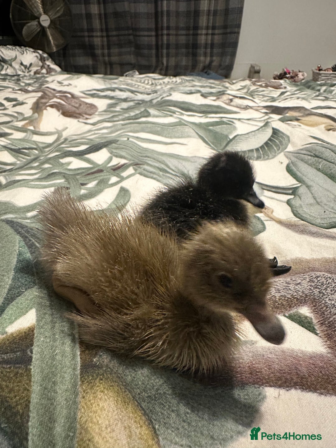 Ducks poultry for sale: Runner ducklings ducks Indian runner  - Image 3