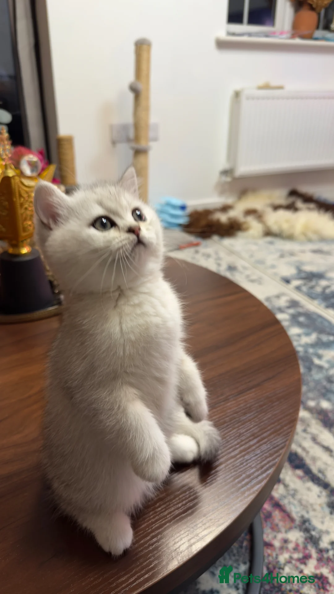 British Shorthair cats for sale: Kitten  - Advert 2