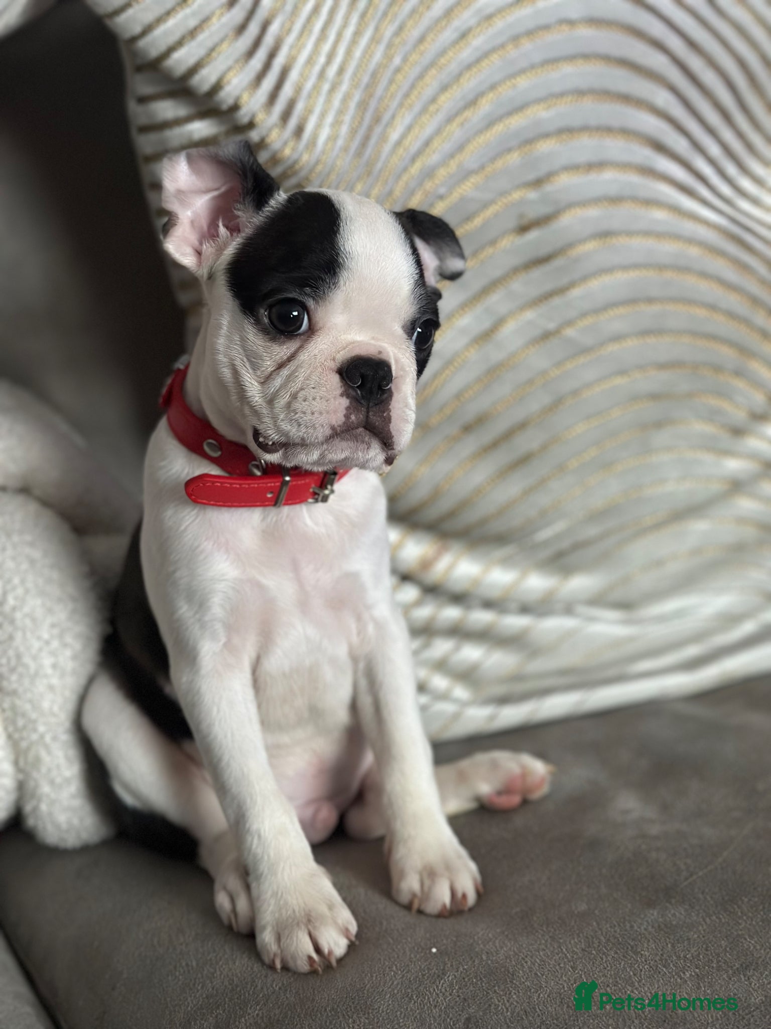 Boston Terrier dogs Stunning Boston Terrier Pups⚡️ Reduced ⚡️ - Advert 9