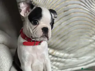 Boston Terrier dogs Stunning Boston Terrier Pups⚡️ Reduced ⚡️ - Advert 9