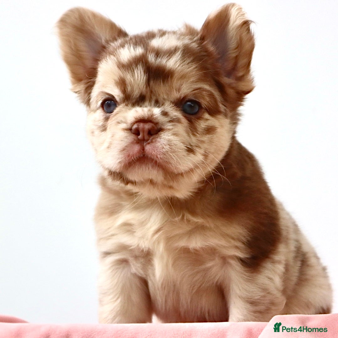 French Bulldog dogs Fluffy Frenchies - Advert 3