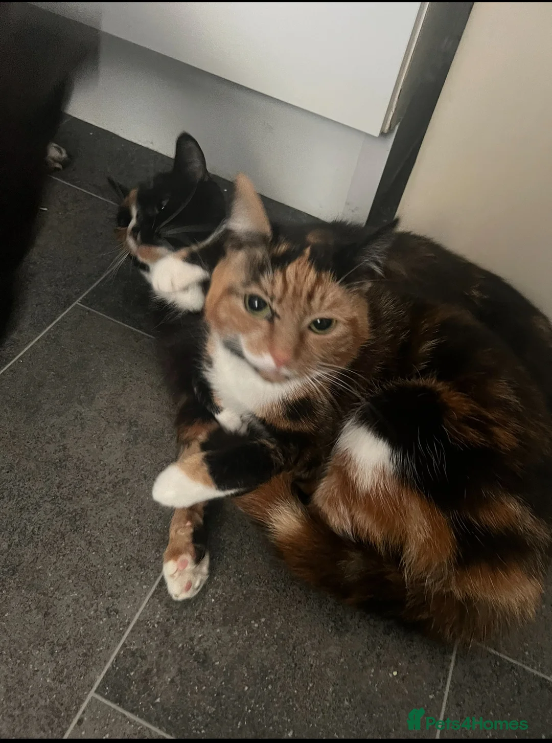 Mixed Breed cats for sale: Female cat free to a good home - Advert 2
