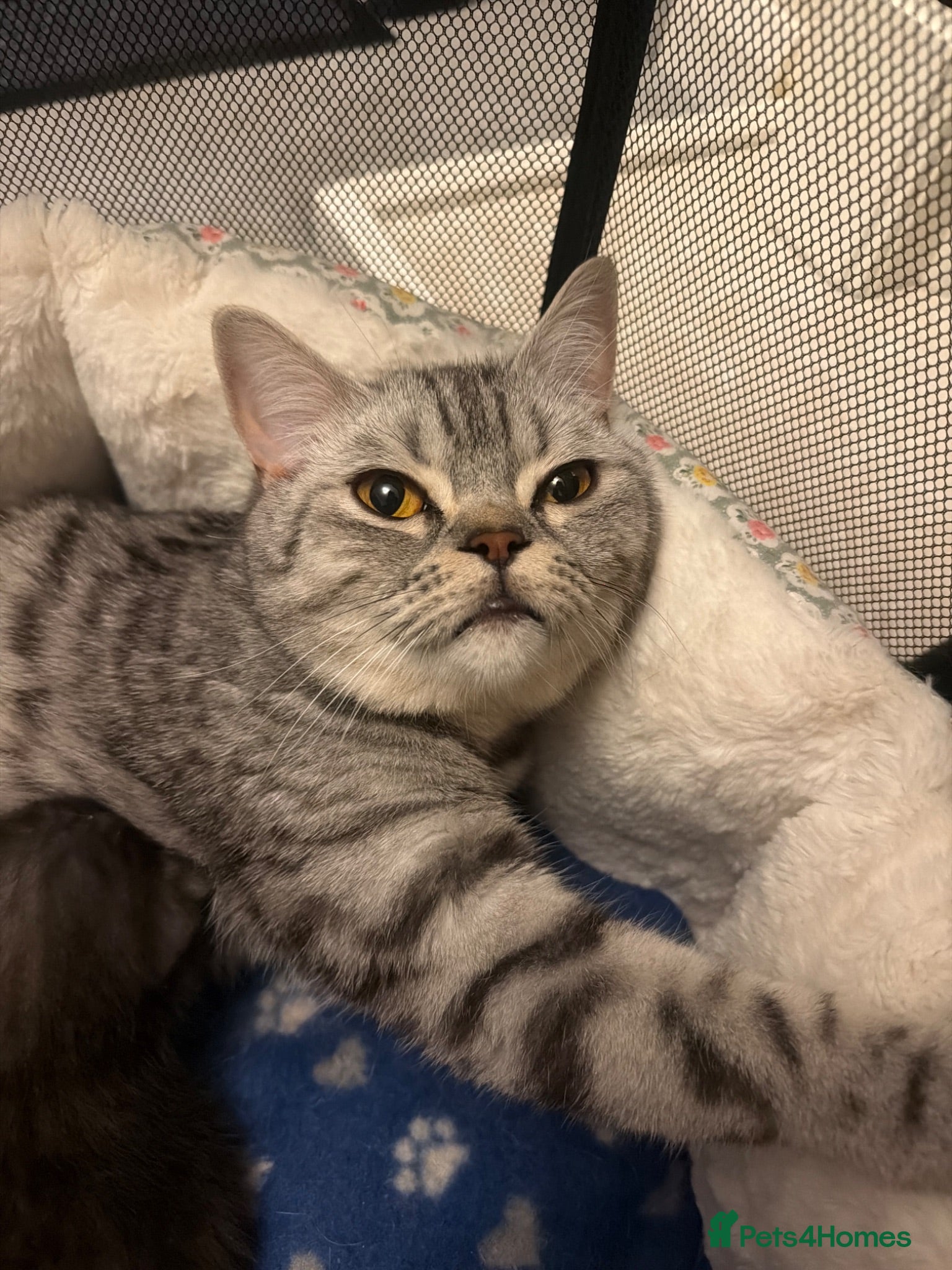 Scottish Fold cats Scottish Fold Kittens for Sale - Advert 2