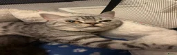 Scottish Fold cats for sale: Scottish Fold Kittens for Sale - Advert 1