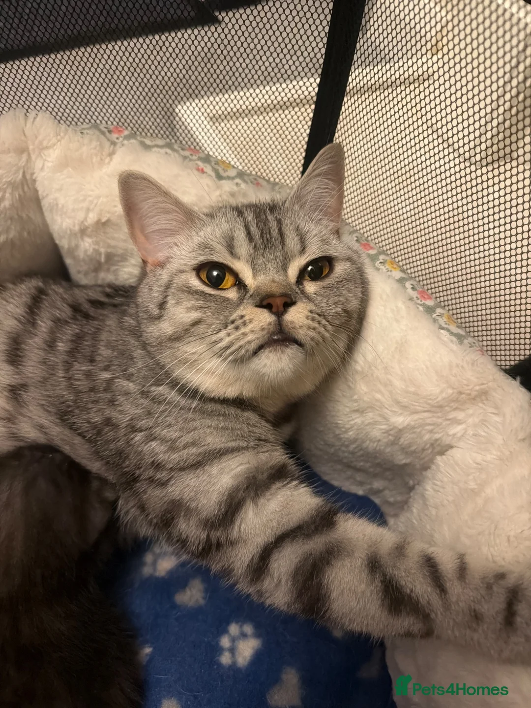 Scottish Fold cats for sale: Scottish Fold Kittens for Sale - Advert 1