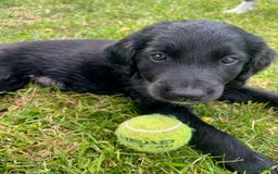 Mixed Breed dogs for sale: Collie Setter puppies - Image 5