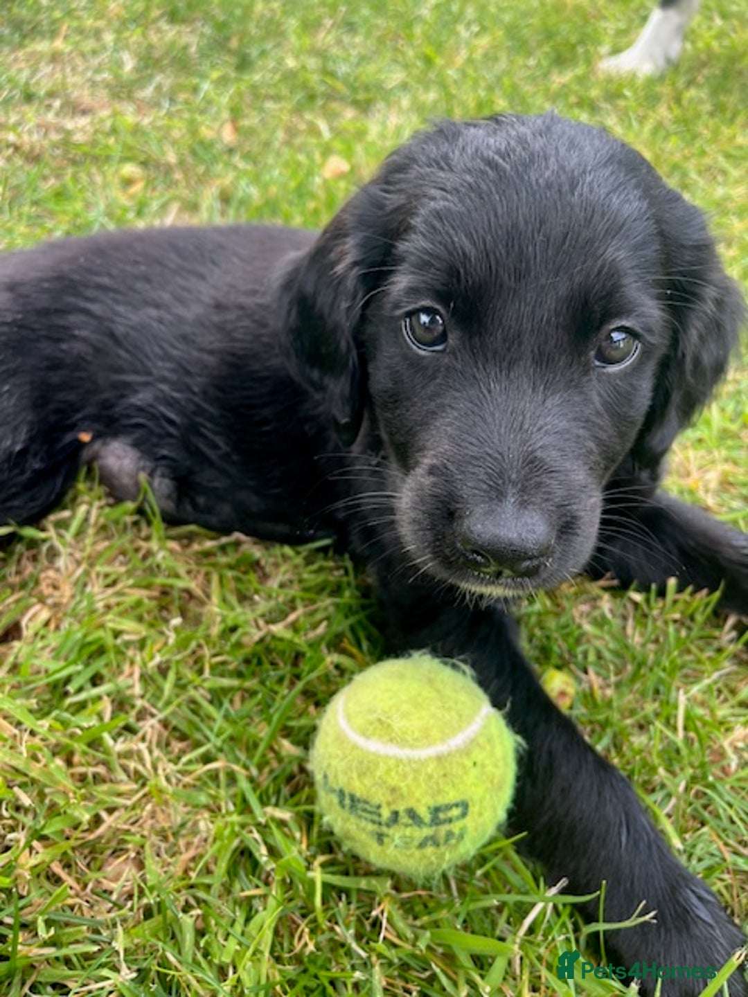 Mixed Breed dogs for sale: Collie Setter puppies - Image 5